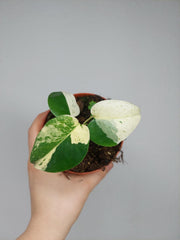 Monstera Jungle Mint