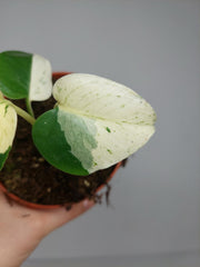 Monstera Jungle Mint