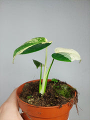 Monstera Jungle Mint