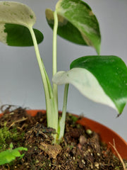 Monstera Jungle Mint