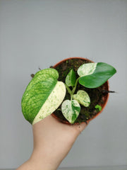 Monstera Jungle Mint