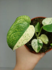 Monstera Jungle Mint