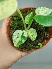 Monstera Jungle Mint