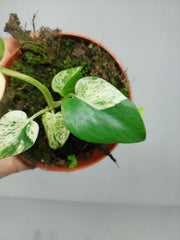 Monstera Jungle Mint