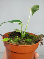 Monstera Jungle Mint