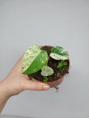 Monstera Jungle Mint