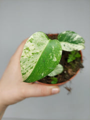 Monstera Jungle Mint