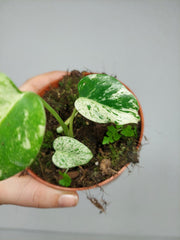 Monstera Jungle Mint