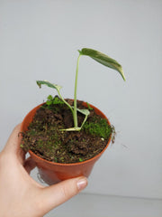 Monstera Jungle Mint