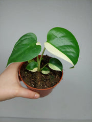 Monstera Jungle Mint