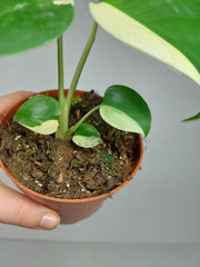Monstera Jungle Mint