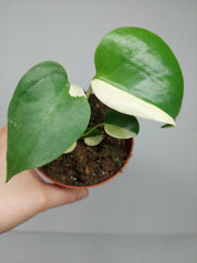 Monstera Jungle Mint