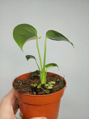 Monstera Jungle Mint