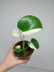 Monstera Jungle Mint