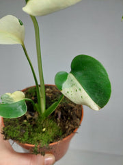 Monstera Jungle Mint
