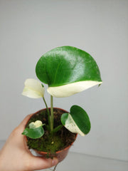 Monstera Jungle Mint