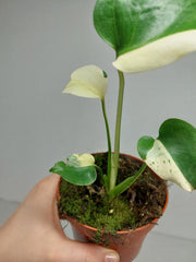 Monstera Jungle Mint