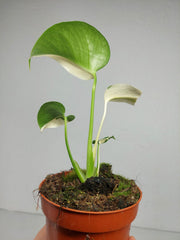 Monstera Jungle Mint