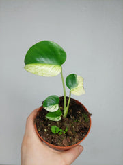 Monstera Jungle Mint