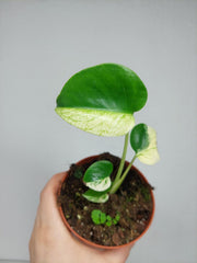 Monstera Jungle Mint