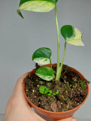 Monstera Jungle Mint