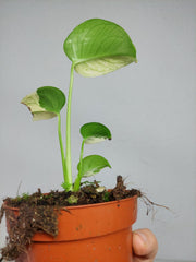 Monstera Jungle Mint