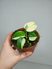 Monstera Jungle Mint