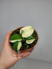 Monstera Jungle Mint