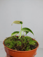 Monstera Jungle Mint