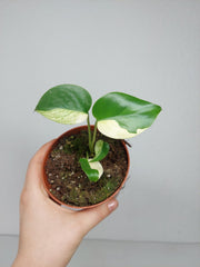 Monstera Jungle Mint