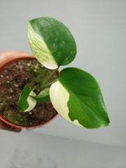 Monstera Jungle Mint