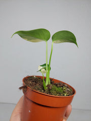 Monstera Jungle Mint
