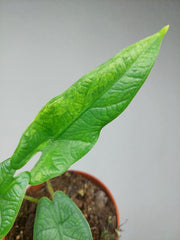 Sad Plants