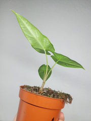 Sad Plants