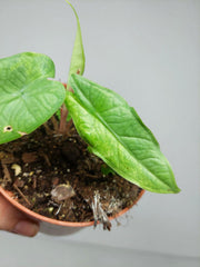Sad Plants