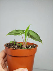 Sad Plants