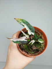 Sad Plants