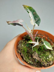 Sad Plants