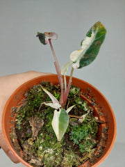 Sad Plants