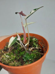 Sad Plants