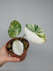 Sad Plants