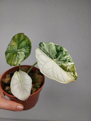 Sad Plants