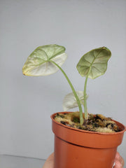 Sad Plants