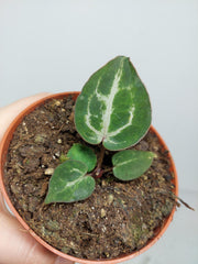 Sad Plants