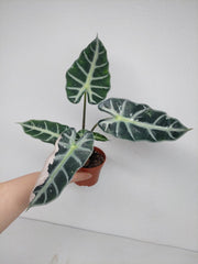 Sad Plants