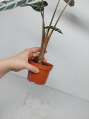 Sad Plants