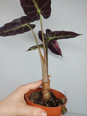 Sad Plants