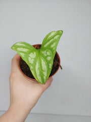 Sad Plants