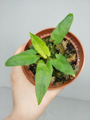 Sad Plants