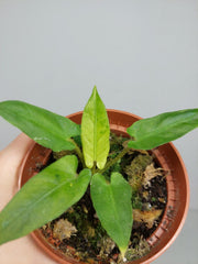 Sad Plants